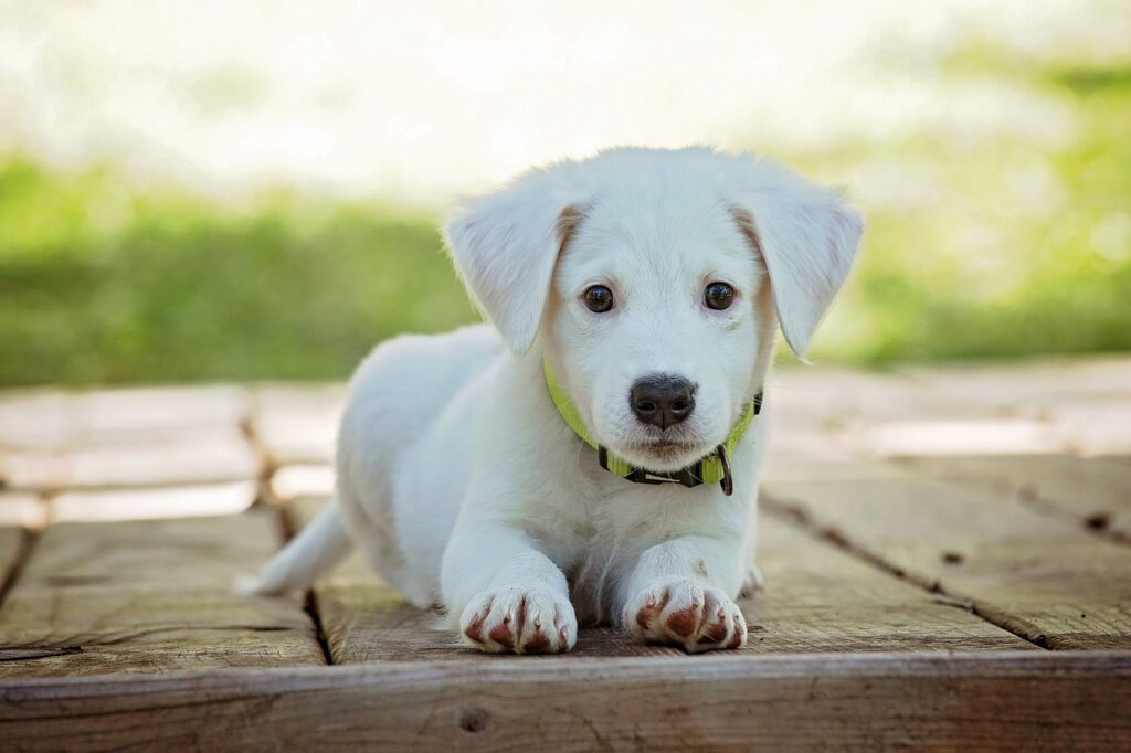 怯える子犬